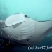 ray_manta_stam_h_0152_yap0617.jpg